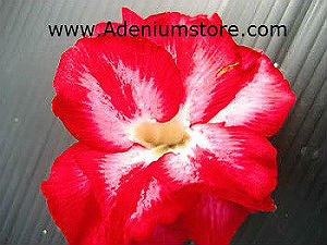 (image for) Adenium Seeds \'Double Redish\' 5 seeds